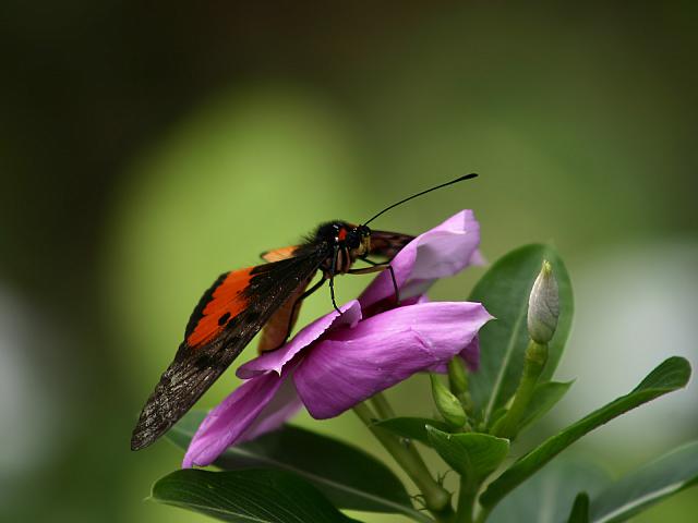 Butterfly_Orange_1600