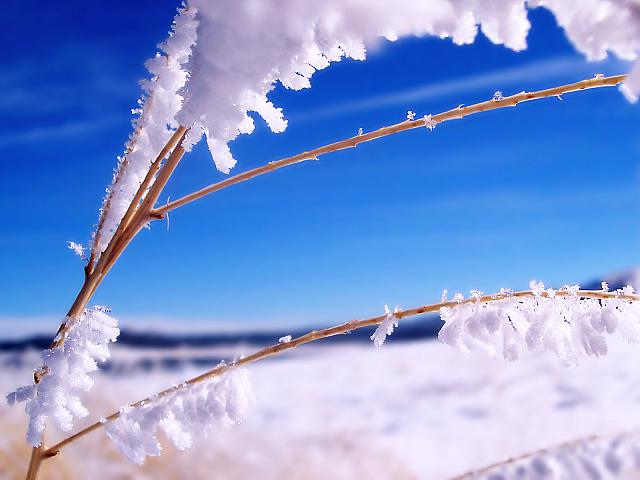 Frosted_1600