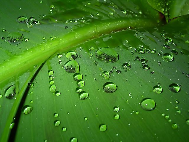 Water_In_The_Leaf_1600