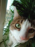 privet
