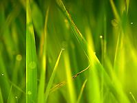 Grass_Too_1600
