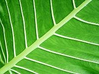 Leaf_1600