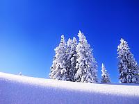 Winter_Tree_1600