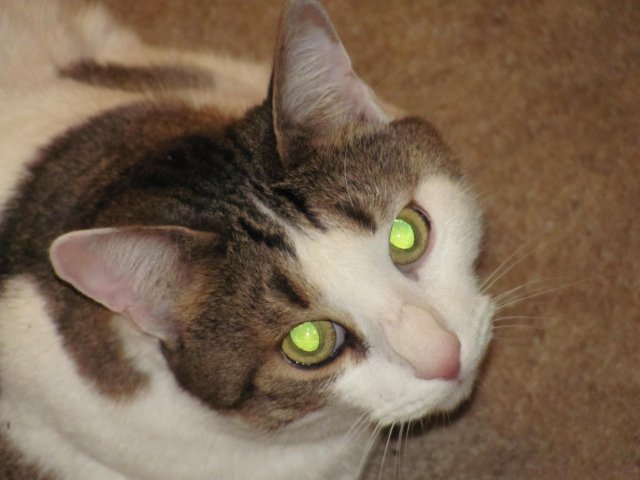кот