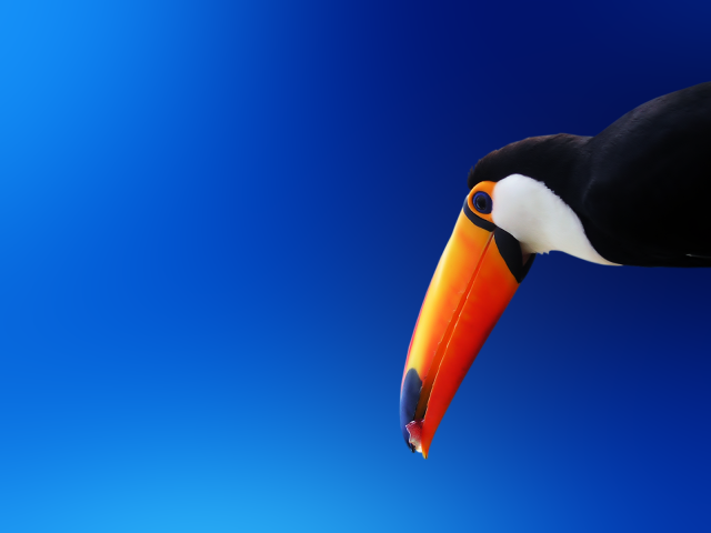 Exotic_Bird_1600