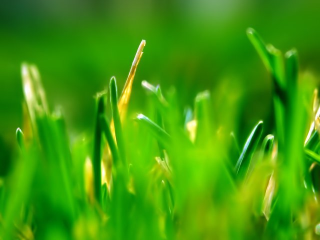 Green_With_Envy_1600