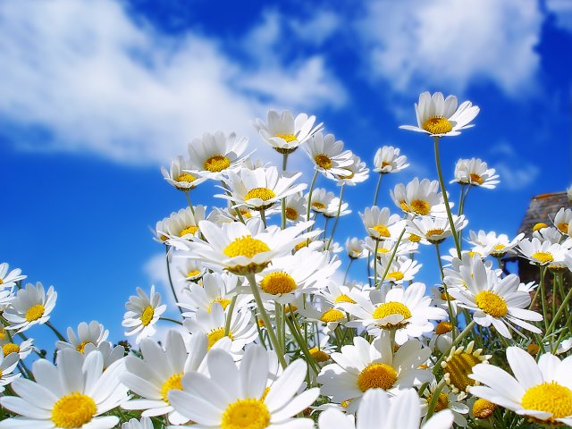 Spring_Daisy's_1600