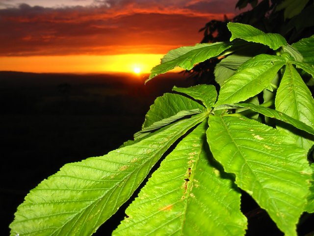 Sunset_Leaves2_1600