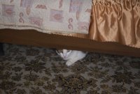 котэ недоволен