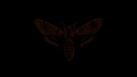 Dark butterfly