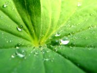 Drops_On_Leaf_1600
