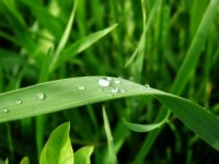 Drops_of_Rain_1600