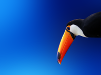 Exotic_Bird_1600