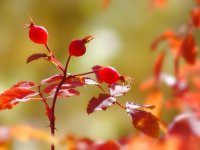 Fall_Rose_Hips_1600