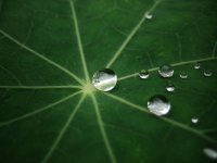 Magic_Leaf_1600