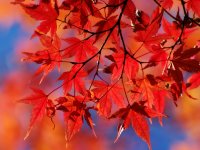 Maple4_1600