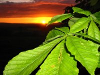 Sunset_Leaves2_1600