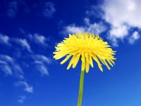 Yellow_1600