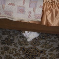 котэ недоволен