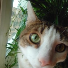 privet