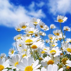 Spring_Daisy's_1600